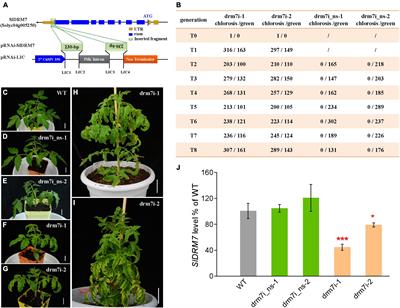 Potential Role of Domains Rearranged Methyltransferase7 in Starch and Chlorophyll Metabolism to Regulate Leaf Senescence in Tomato